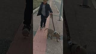 Pitbull Saldırgan Değildir Ama Kötü Sahiptir Saldırgan Olan