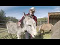 Some Information on Hazel the Donkey with Christopher Ameruoso