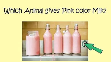 What is the color of yaks milk?
