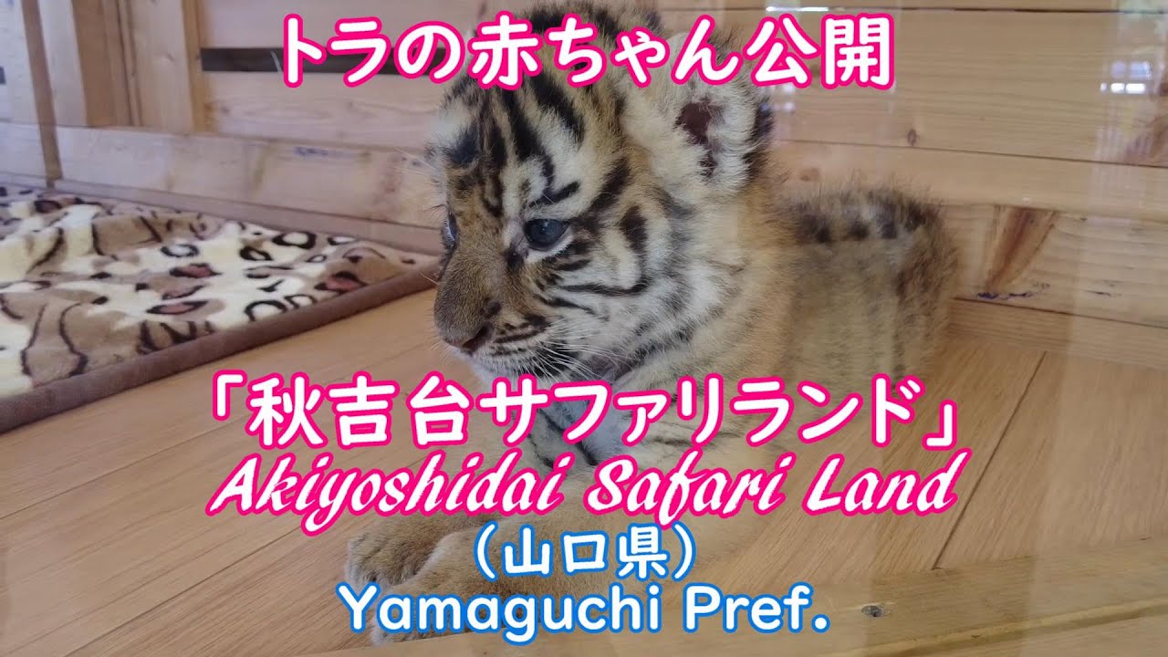 根付　虎親子 Yahoo!オークション - 「友忠」銘 親子虎彫 根付 江戸時代 / 幅
