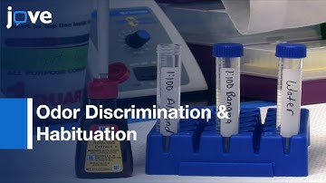 Testing For Odor Discrimination & Habituation In Mice l Protocol Preview