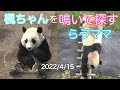 【4/15ママが鳴いて楓浜を探してた😭ひとり立ち2日目】&浜家ファミリー/彩浜🌈大はしゃぎ/浜家🐼ファミリーダイジェスト #ぽめぱん #PandaChannelbypomeranianfilm