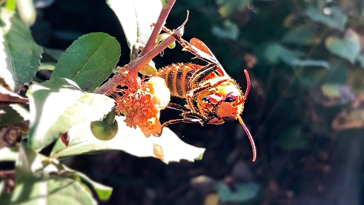 花の蜜を吸うスズメバチ Hornet Drinking Flower Nectar Youtube