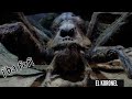 La j'ba fofi / la araña gigante y peligrosa del Congo
