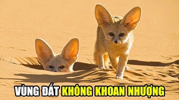 Sahara Hoang Dã - Nơi Thiên Nhiên Không Khoan Nhượng | Khám Phá Thế Giới Động Vật Hoang Dã