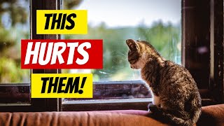 These 9 Everyday Things HURT Your Cat's Feelings! | Cat communication