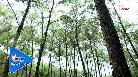 Nghệ An ứng dụng công nghệ số trong quản lý và bảo vệ phát triển rừng