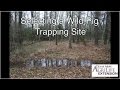 Selecting a Wild Pig Trapping Site