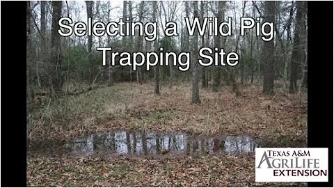 Selecting a Wild Pig Trapping Site
