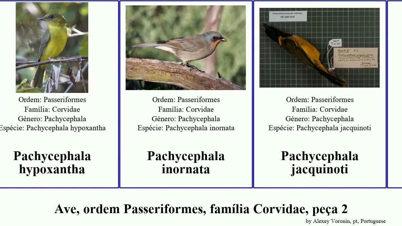 Ave, ordem Passeriformes, família Corvidae, peça 2 pachycephala urocissa pica bird simplex aurea