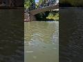🦆 Ducks Follow the Punts on the River 🚣♂️ #Cambridge #RiverCam #Punting #Ducks #Nature #Travel