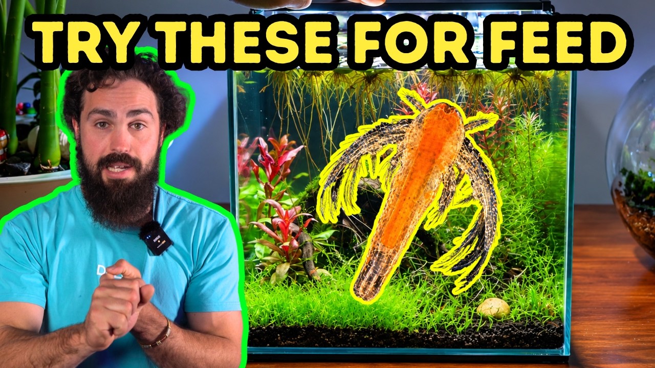 Want Your Fish to Breed? Try These 5 Live Foods
