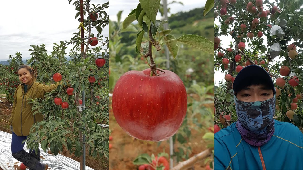 คนไทยไปทำงานเก็บแอปเปิ้ลที่เกาหลี เงินเดือน 50,000-60,000 บาท