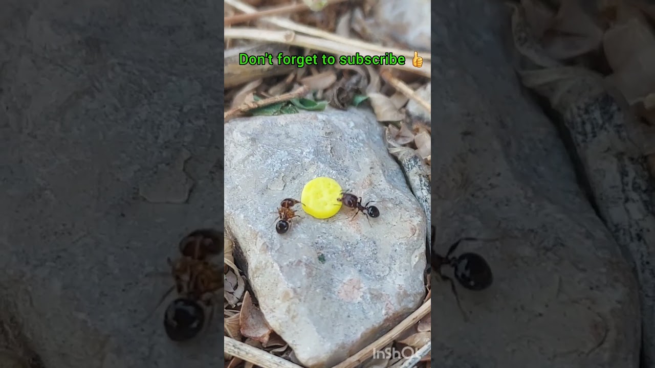 Black big headed ants vs Fire ant 