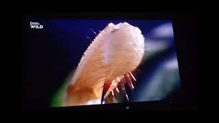 Animal Fight Club: Mouse 🐁 Vs Scorpion 🦂