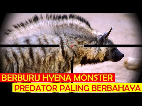 Video: Bagaimana serigala punggung hitam berburu?