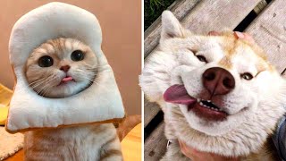 TOP 10+ Funniest Pet Videos 2021 So Far - TRY NOT TO LAUGH| FUNNIEST DOG