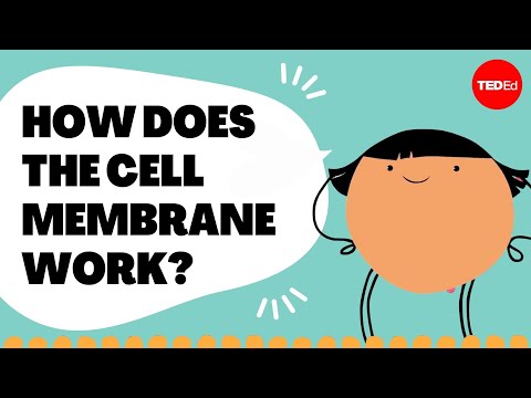 Video image: Insights into cell membranes via dish detergent - Ethan Perlstein