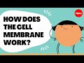 Understanding Cell Membranes