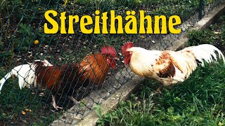 Streithähne
