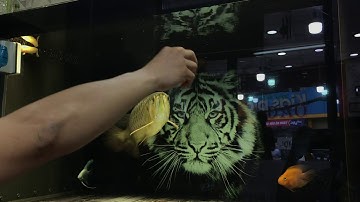 HB nuôi phông đen 4 năm tuổi