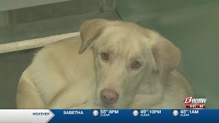 77 pets look for forever homes on National Pet Day