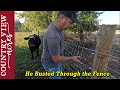 A steer broke through the pasture fence  |  Bought a Stick Welder,  time to learn how.