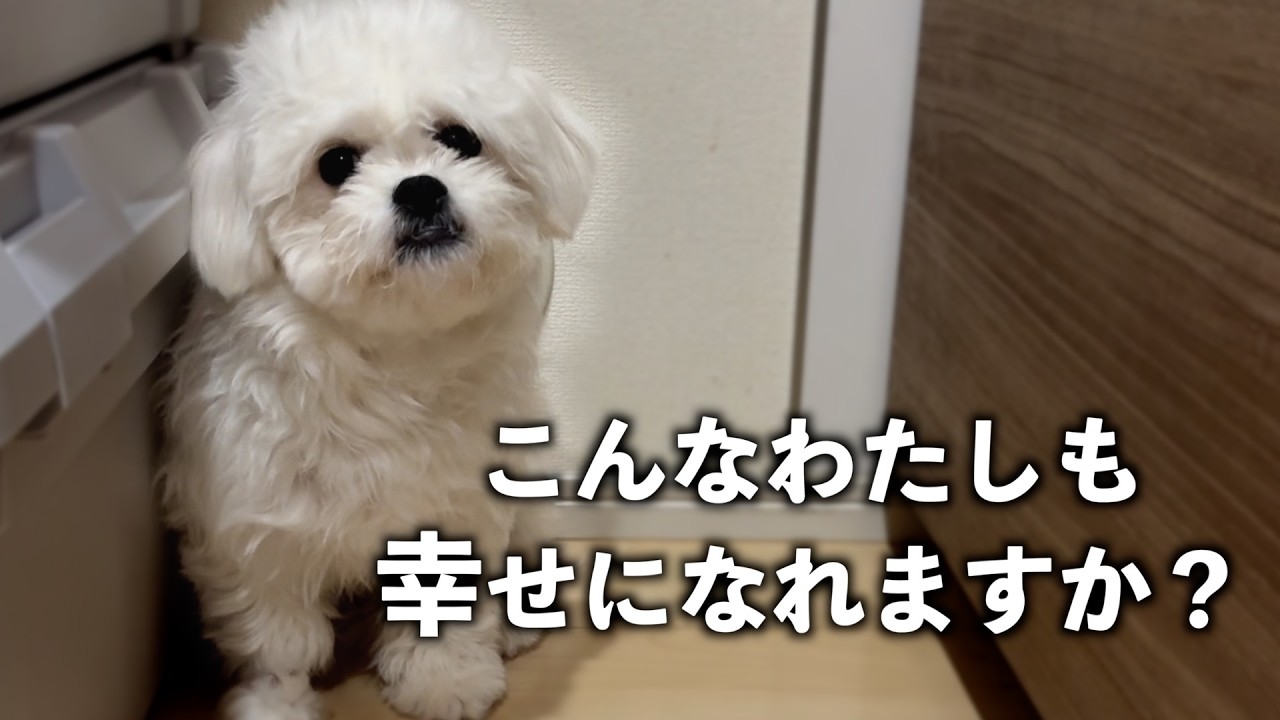 【保護犬】不良品扱いで捨てられた犬が幸せを掴むまでの記録
