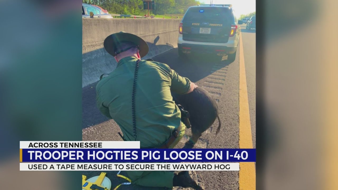 Trooper hogties pig loose on I-40