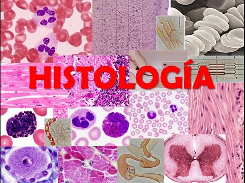 Vídeo: Efectos Del Envejecimiento En Los Módulos De Metilación Del ADN En El Cerebro Humano Y El Tejido Sanguíneo