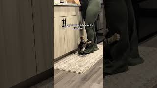 @taemoniique: My penny bear, that’s my BABBBY!🤣🤣😍 #kitty #cat #catlover