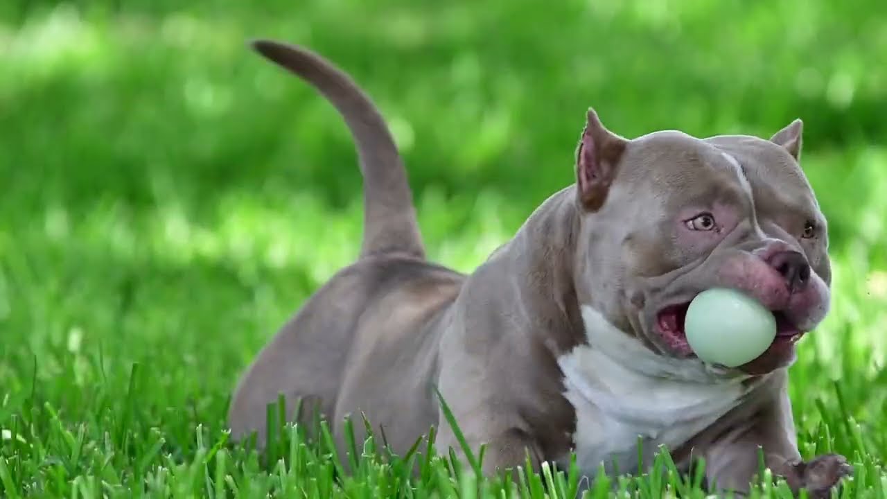 Louis V Gottyline short muscle bloodline open for stud fee or pup back :  r/AmericanBully