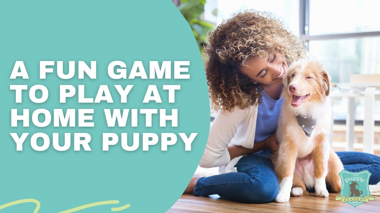 10 Fun Things to do at Home with Your Puppy! — The Puppy Academy