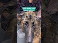 How to Bath Your Dog |Learn in 30 Seconds | Dog Experts| Largest Pet Parent Community | thePack.in