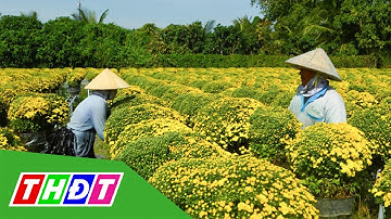 Nông dân Làng hoa Sa Đéc phấn khởi vì cúc mâm xôi tiêu thụ tốt | THDT