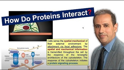Exploring Spatial Protein Interactions Mechanics: A Beginner Guide | #BME210