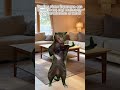 【Life Hacks】This Trick Melts Body Fatigue Away【Cat meme】