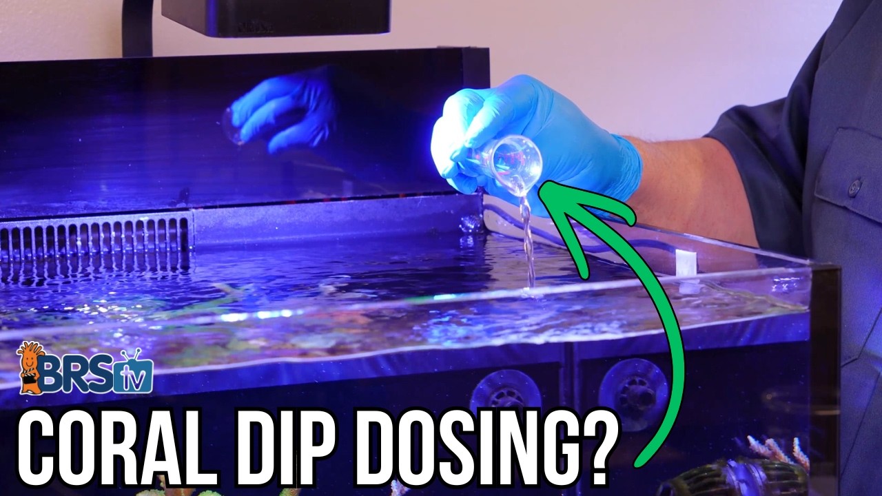 A Coral Dip You Can Dose To Your Reef Tank? Professor Polyps Bubble Bath