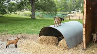 "How Goats Turned a Hog Hut into Their Royal Playground 🐐👑 | Hilarious Goat Shenanigans!"