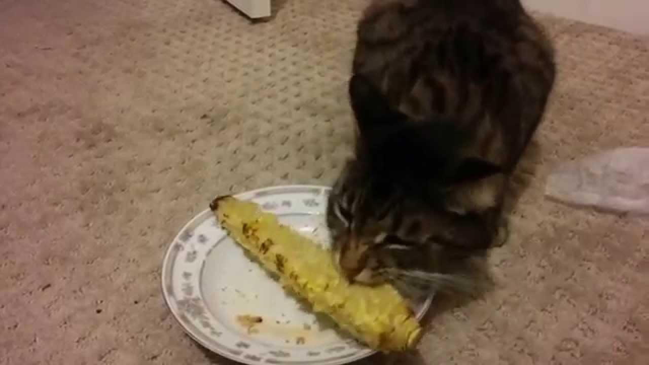 Mao cat loves corn on the cob YouTube
