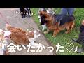 訓練の大会でハプニング…💦でも大好きなおっとり男子達に会ったら元気になりました✨ 【ボーダーコリー・オーストラリアンシェパード】
