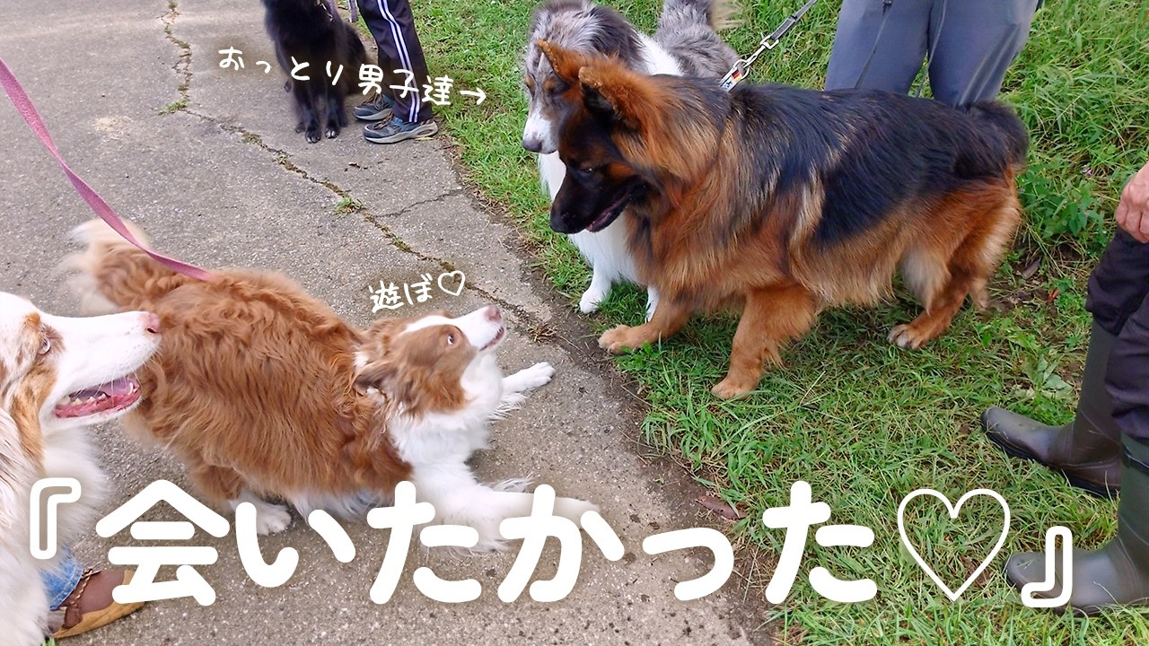 訓練の大会でハプニング…💦でも大好きなおっとり男子達に会ったら元気になりました✨ 【ボーダーコリー・オーストラリアンシェパード】