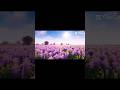 cinematic #minecraft #shorts #cinematic #edit #viral #trending