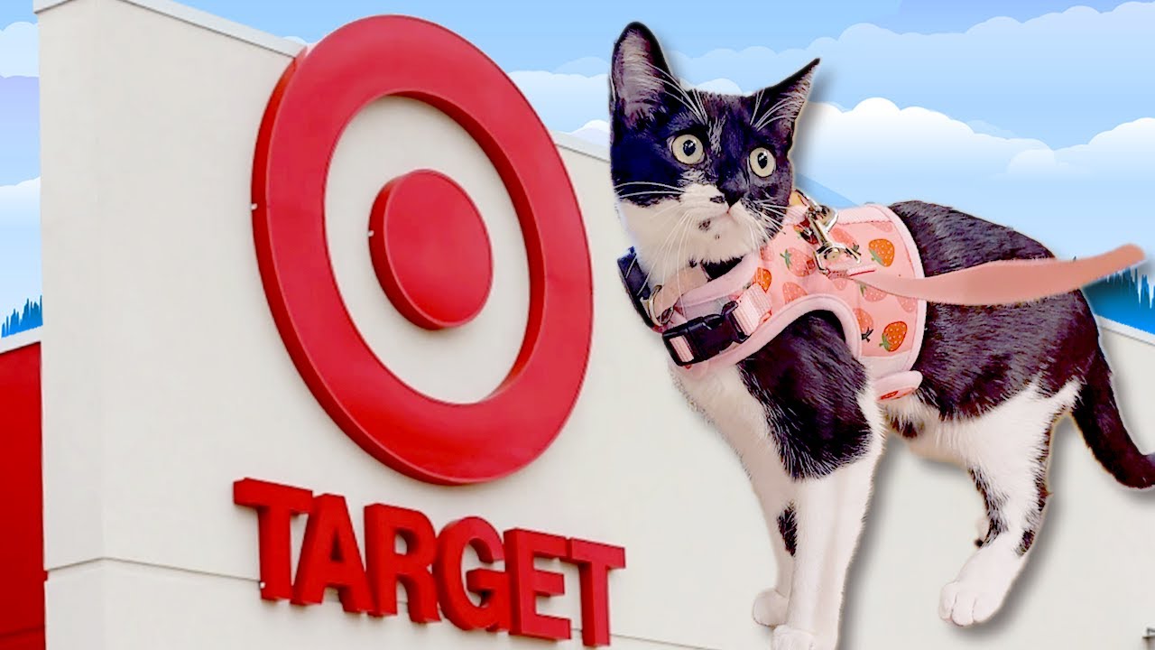 Target Kitten Walk my cat at TARGET - YouTube