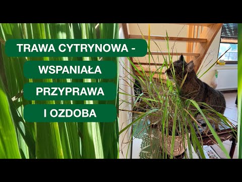 Wideo: Czy siekasz trawę cytrynową?