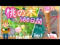 桃の木/植え付けから収穫まで500日間の記録/家庭菜園/プランター栽培/2025年