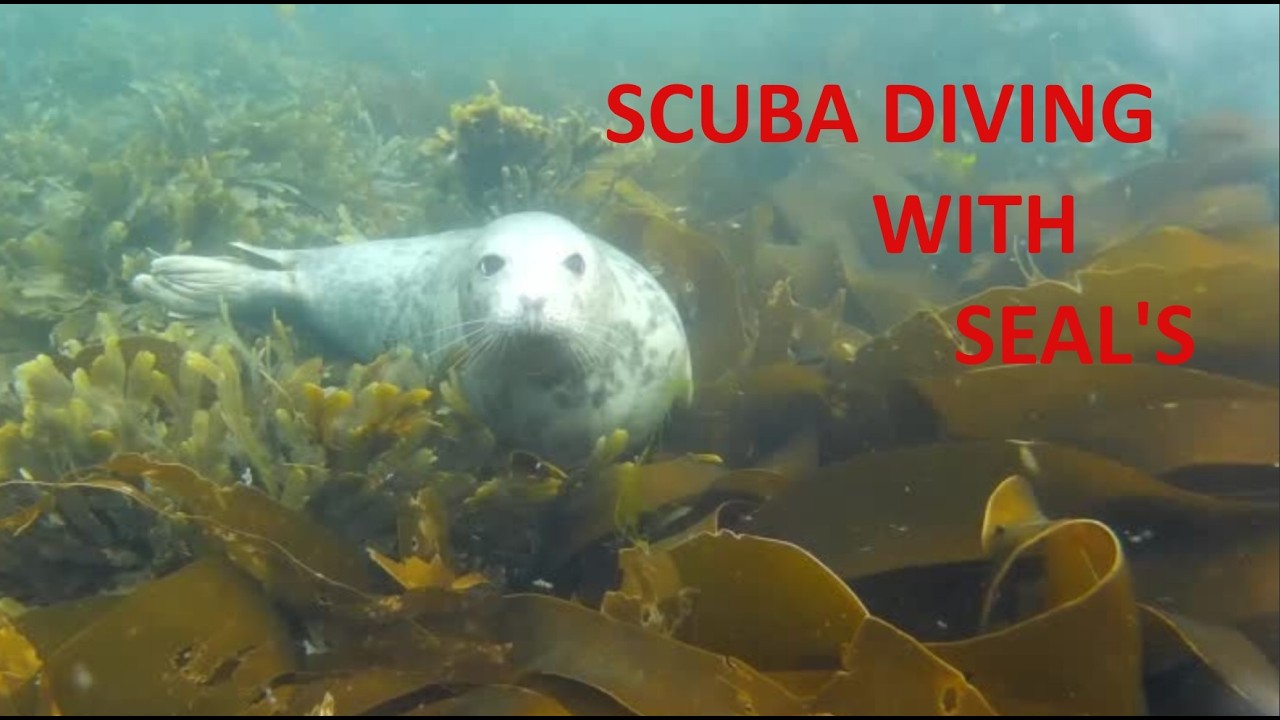 What It's Like to Swim With Farnes Seals