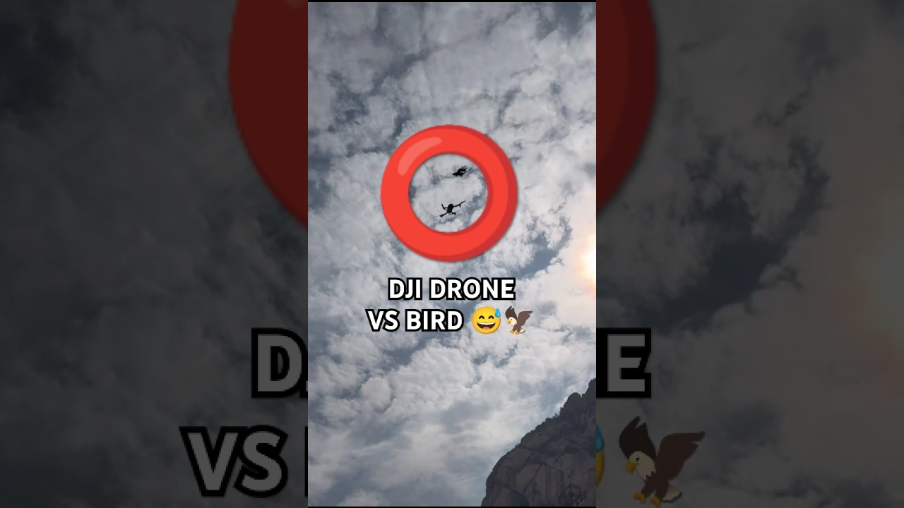 DJI Drone Vs Bird Funny 😅🦅 