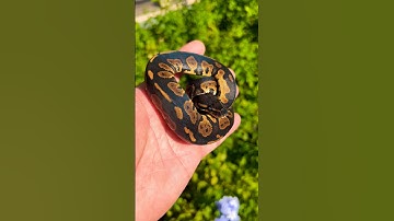 Black Head Leopard Ball python🔥 #ballpython #ballpythonmorph #hatchling #shorts