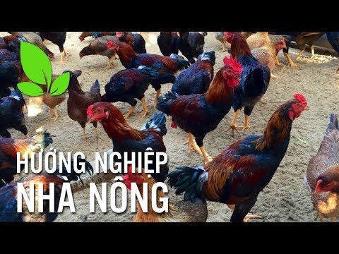 Bí quyết nuôi gà lai chọi | Ánh Dương HCMC | Foci